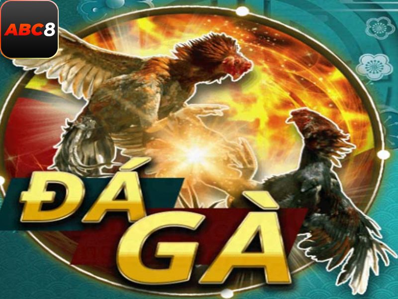 đá gà ABC8
