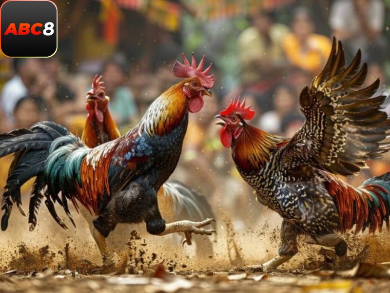 Các chiến kê được trang bị những chiếc cựa giống như lưỡi dao nhỏ, sắc bén và nguy hiểm