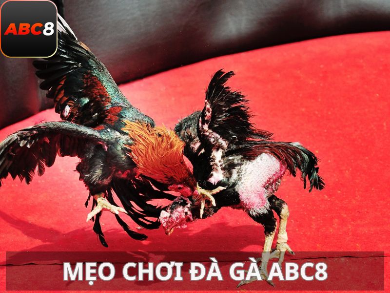 Trước khi đặt cược, hãy dành thời gian tìm hiểu về các chiến kê